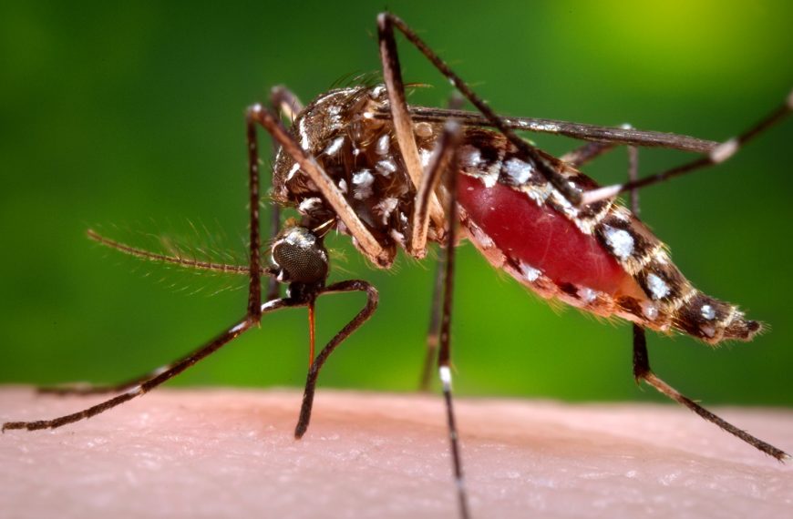 ඩෙංගු නිතර හිස ඔසවයි