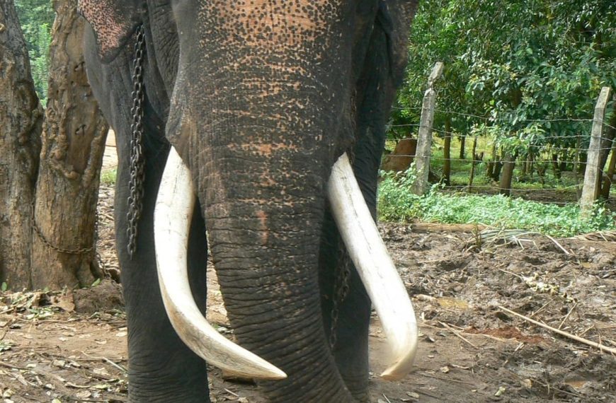දීඝ දන්තු මිය යාම දරාගත නොහැකි…