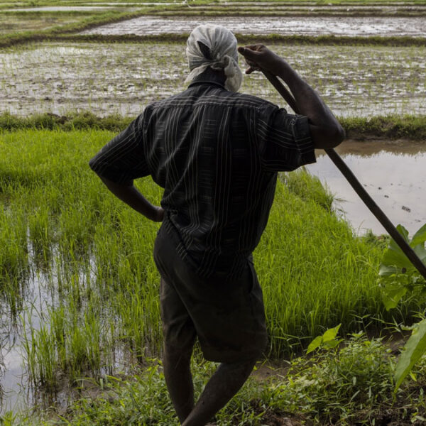 රජයෙන් රුපියල් කෝටි 4600 ක් ගොවියාට– වී මිලදී ගැනීම ඇරඹේ