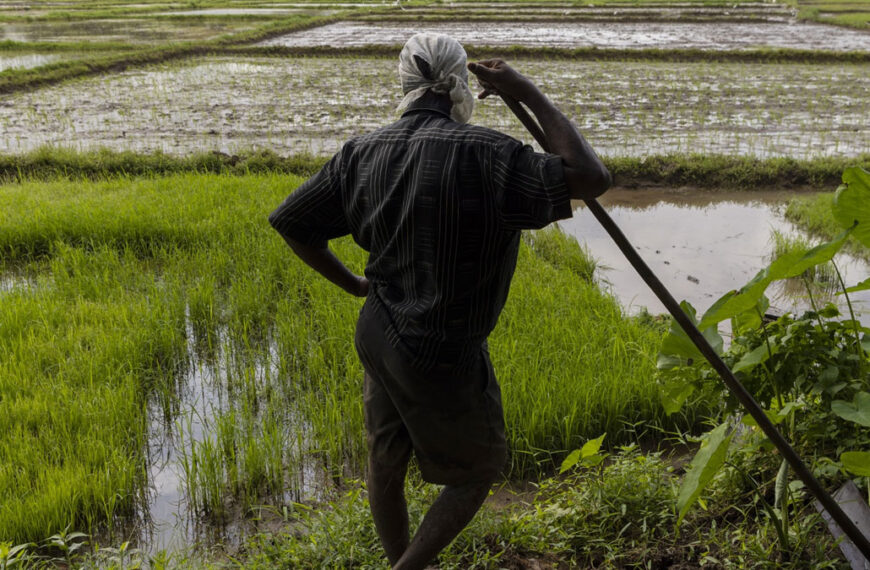 රජයෙන් රුපියල් කෝටි 4600 ක් ගොවියාට– වී මිලදී ගැනීම ඇරඹේ